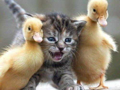 お気に入りの画像貼ってくトピ