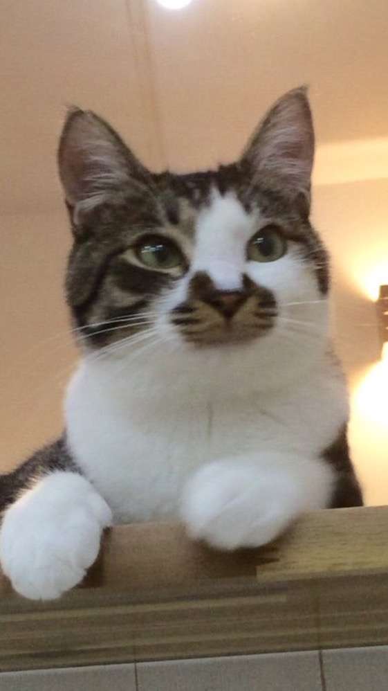 お気に入りの画像貼ってくトピ