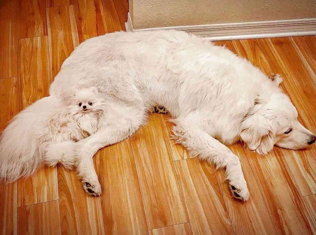 お気に入りの画像貼ってくトピ