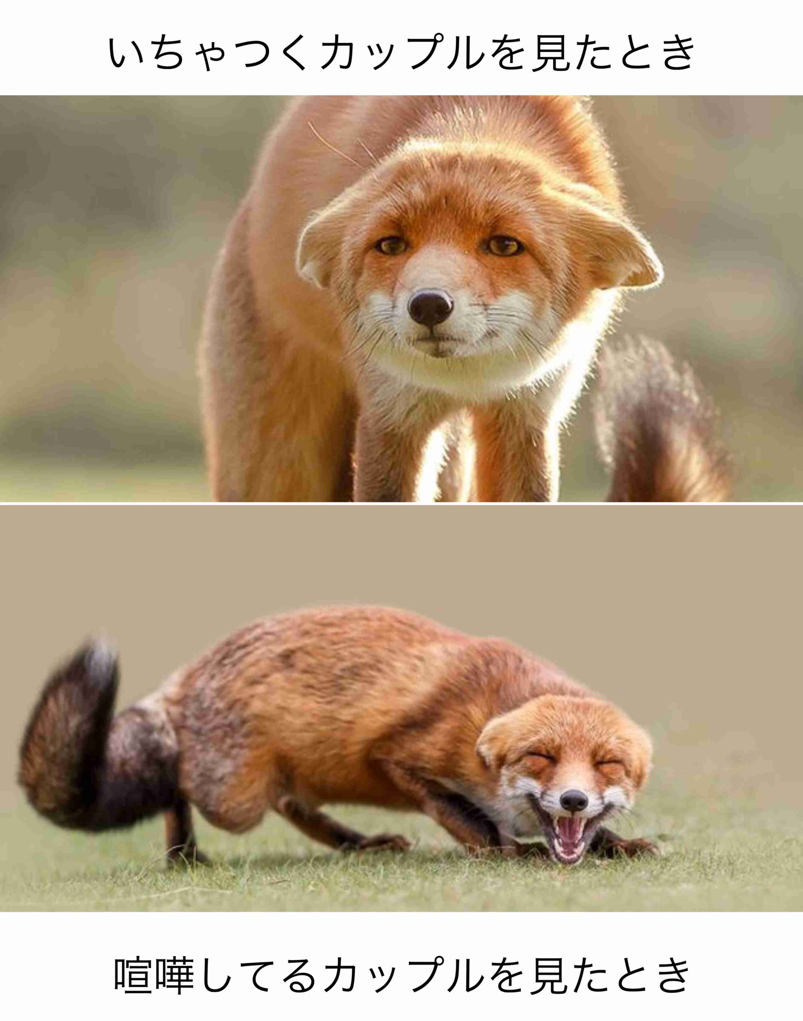 お気に入りの画像貼ってくトピ