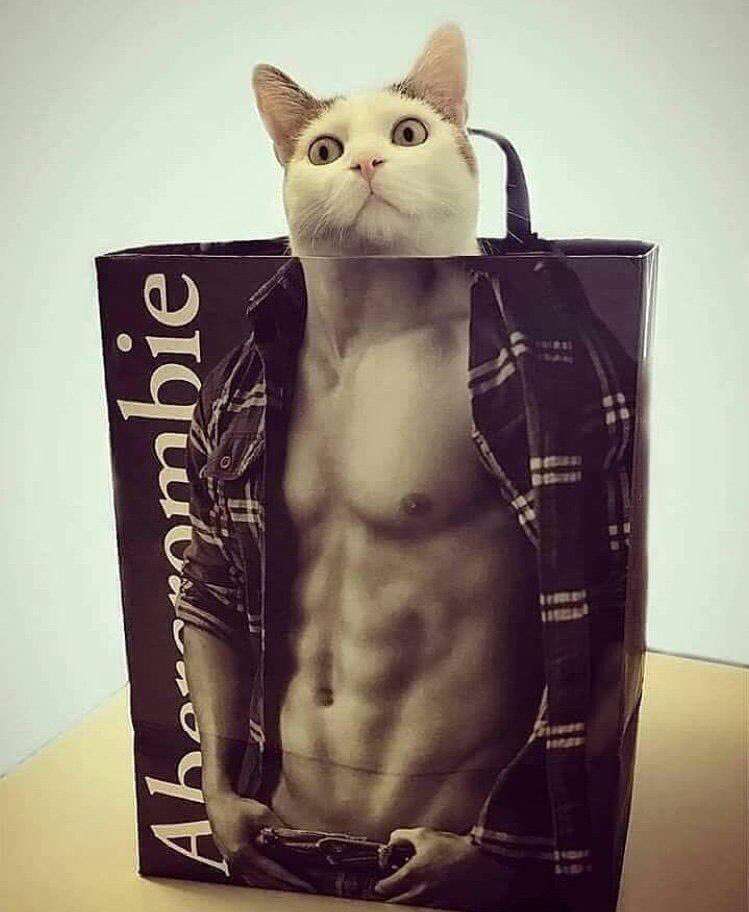 お気に入りの画像貼ってくトピ