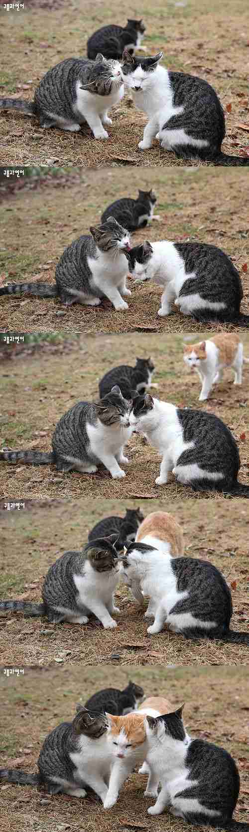 お気に入りの画像貼ってくトピ