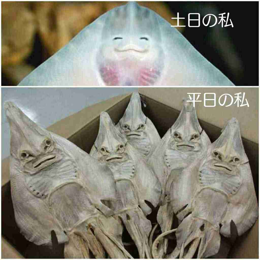 お気に入りの画像貼ってくトピ