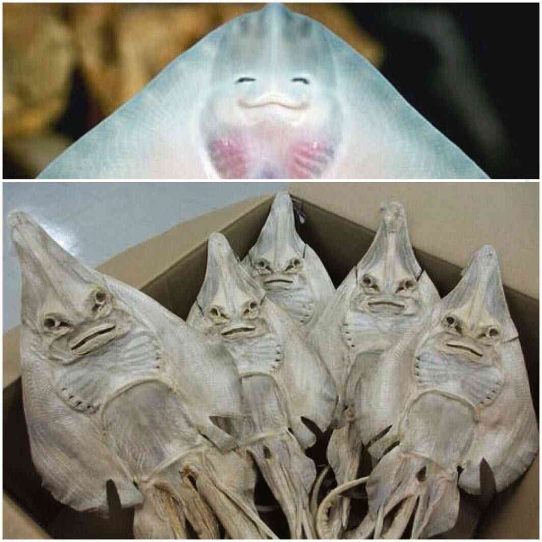 お気に入りの画像貼ってくトピ