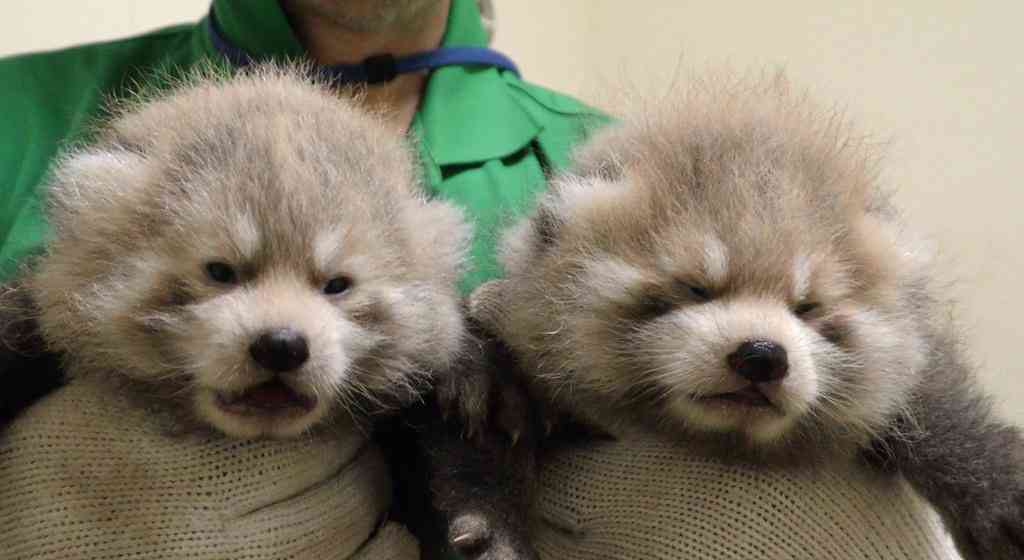 お気に入りの画像貼ってくトピ