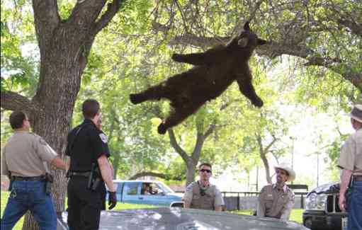 お気に入りの画像貼ってくトピ