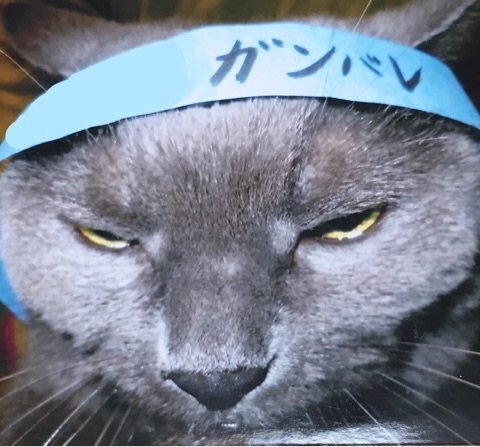 お気に入りの画像貼ってくトピ