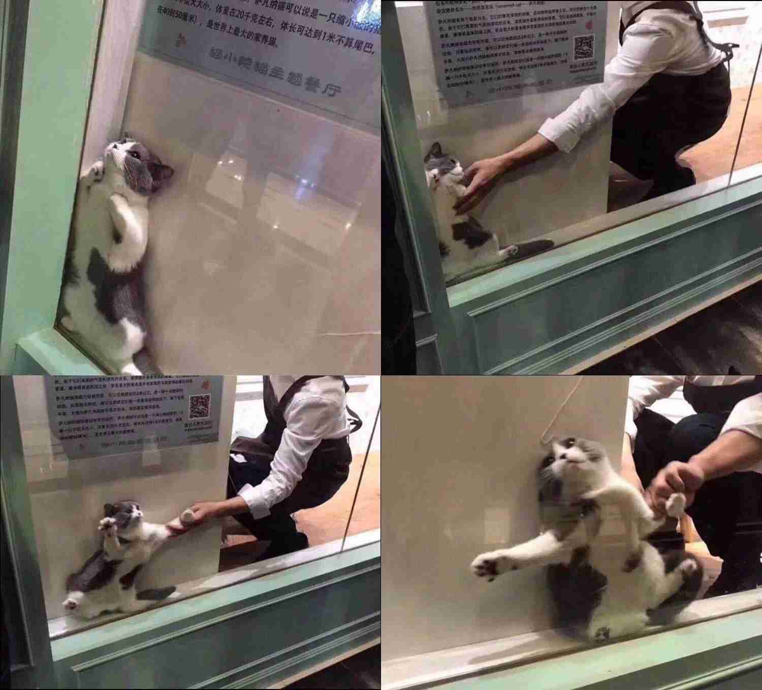 お気に入りの画像貼ってくトピ