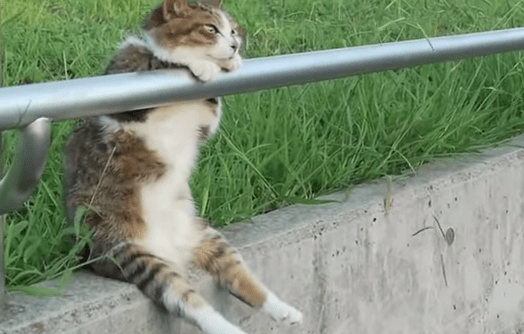 お気に入りの画像貼ってくトピ