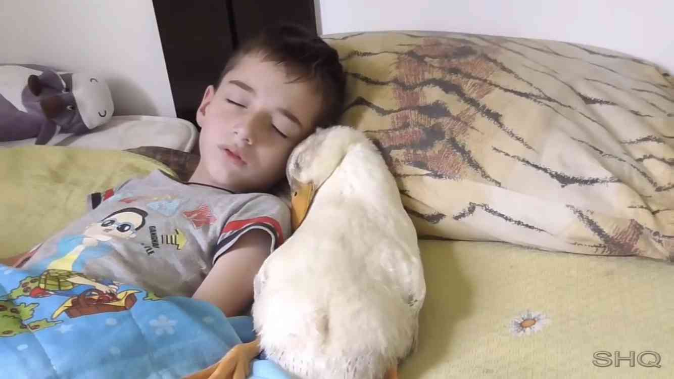 お気に入りの画像貼ってくトピ