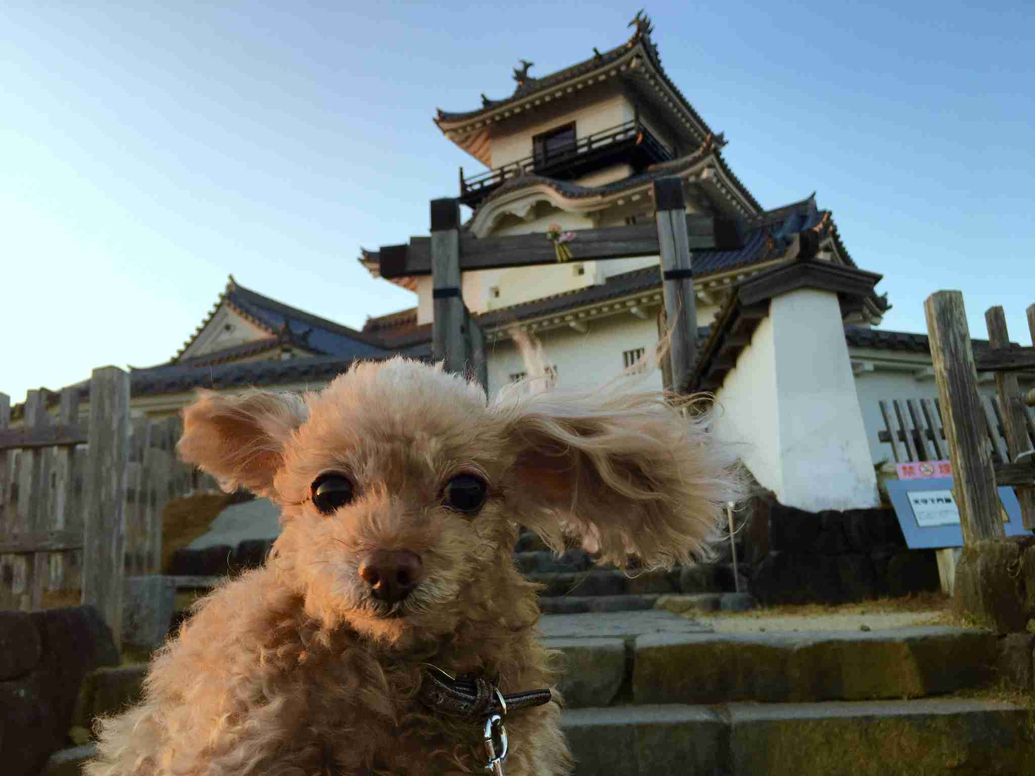 日本の城ランキング2019、再建進む熊本城も“復活”