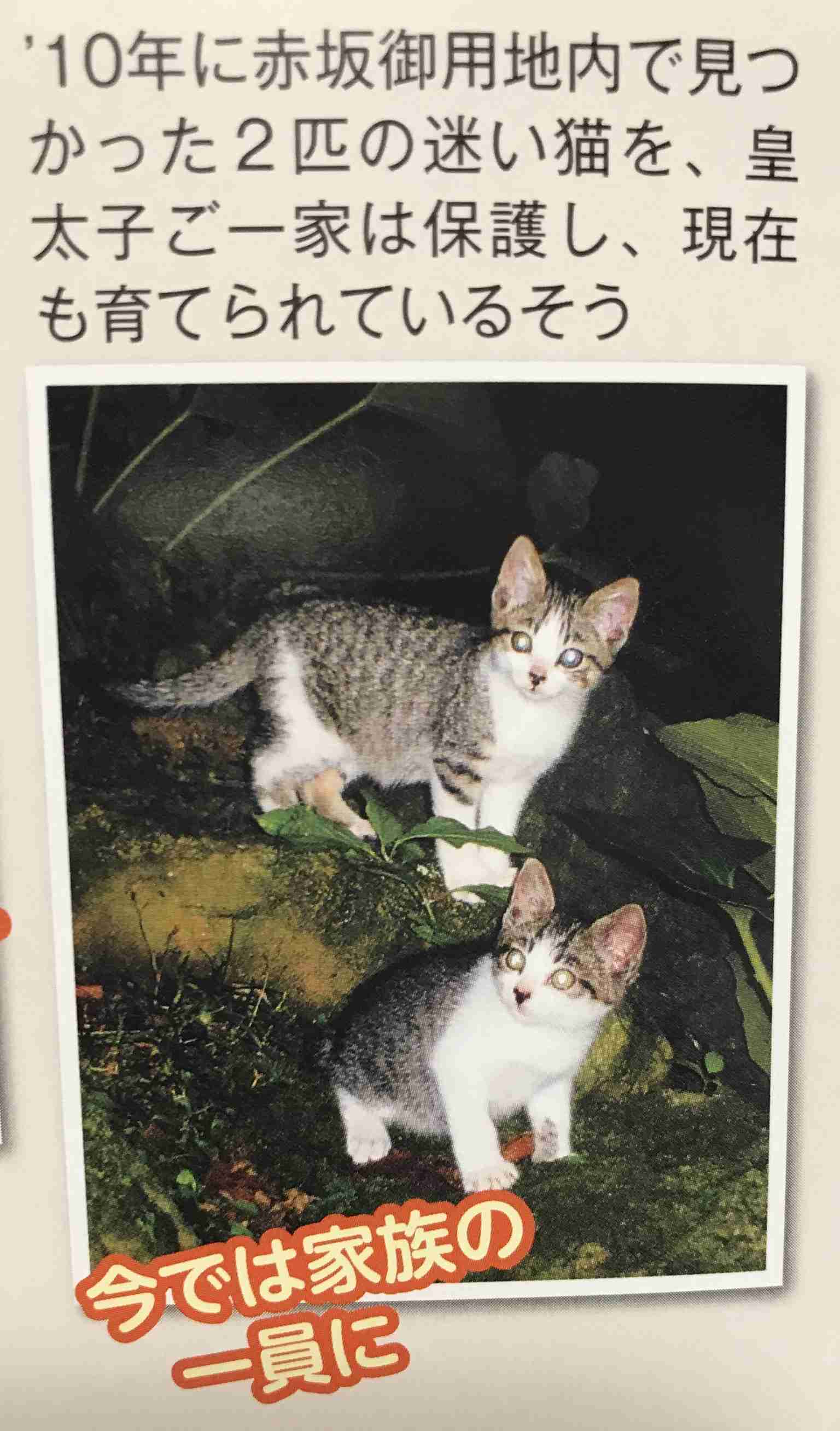 愛子さま 学習院の国際系学部に進学か、学内では志望者急増