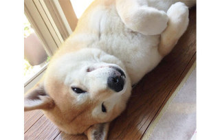 【画像トピ】「にらめっこ」で、ほぼ負けかかっている方です！