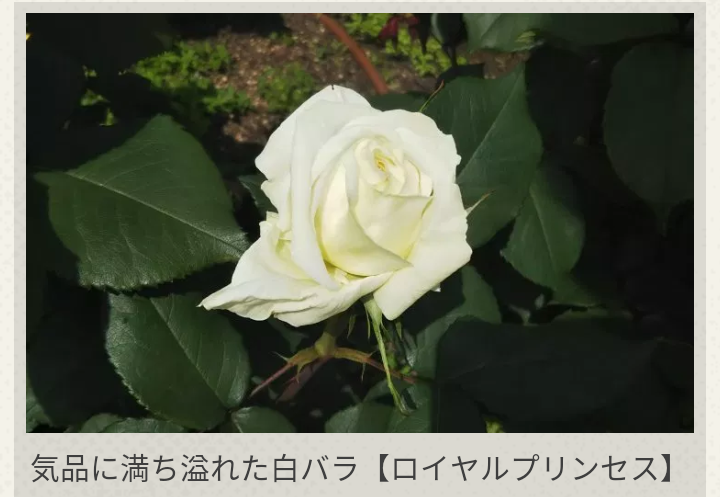 愛子さま 学習院大への進学決断!外部受験の説明会に出席せず