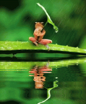 集まれ カエル好き ガールズちゃんねる Girls Channel