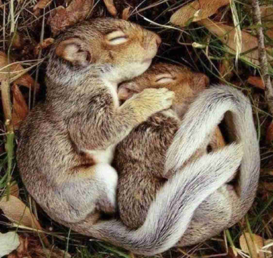 眠る事が好きな人