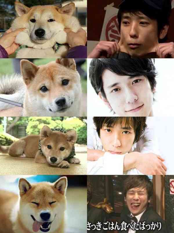 犬顔猫顔とは？
