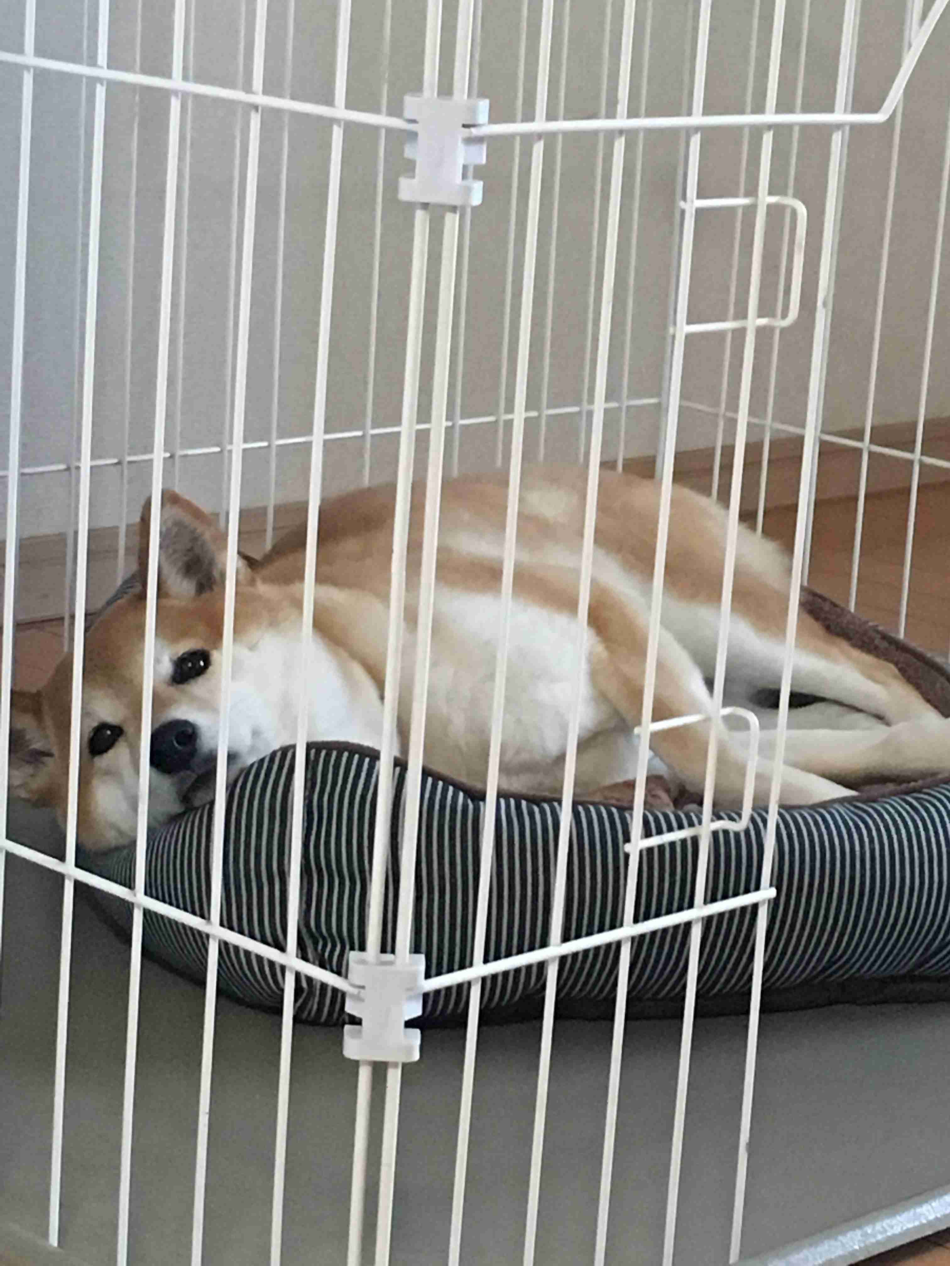 ペットの熱中症対策