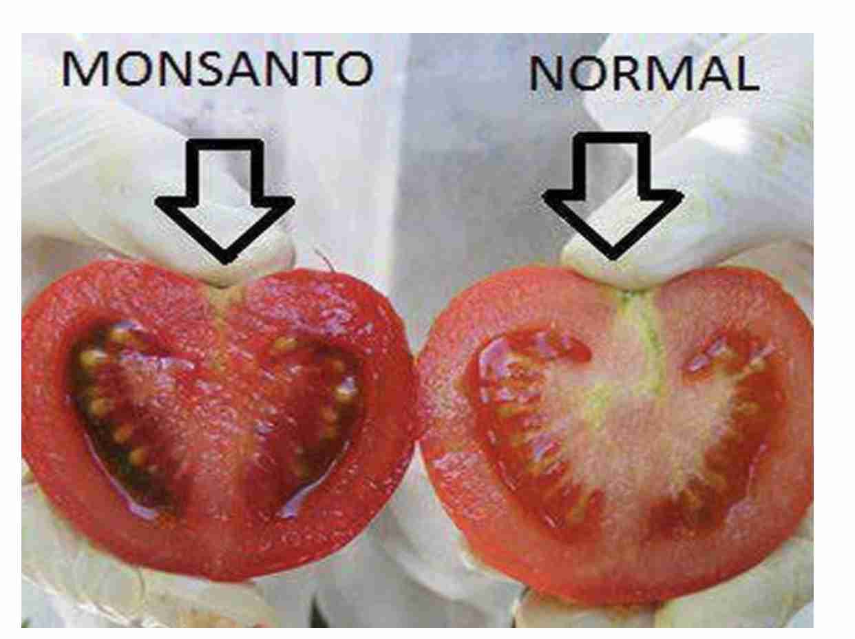 遺伝子組み換え・ゲノム編集について