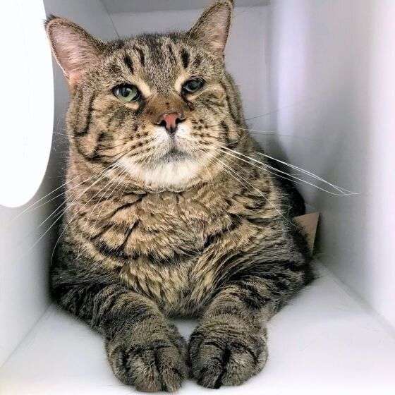 ヤマネコではありません。メインクーンでもありません。体重約12キロの巨大猫の姿にネットがどよめく