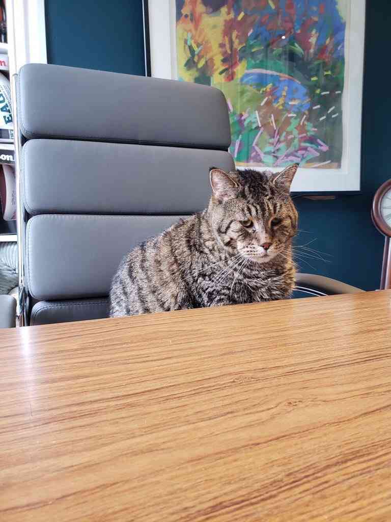 ヤマネコではありません。メインクーンでもありません。体重約12キロの巨大猫の姿にネットがどよめく