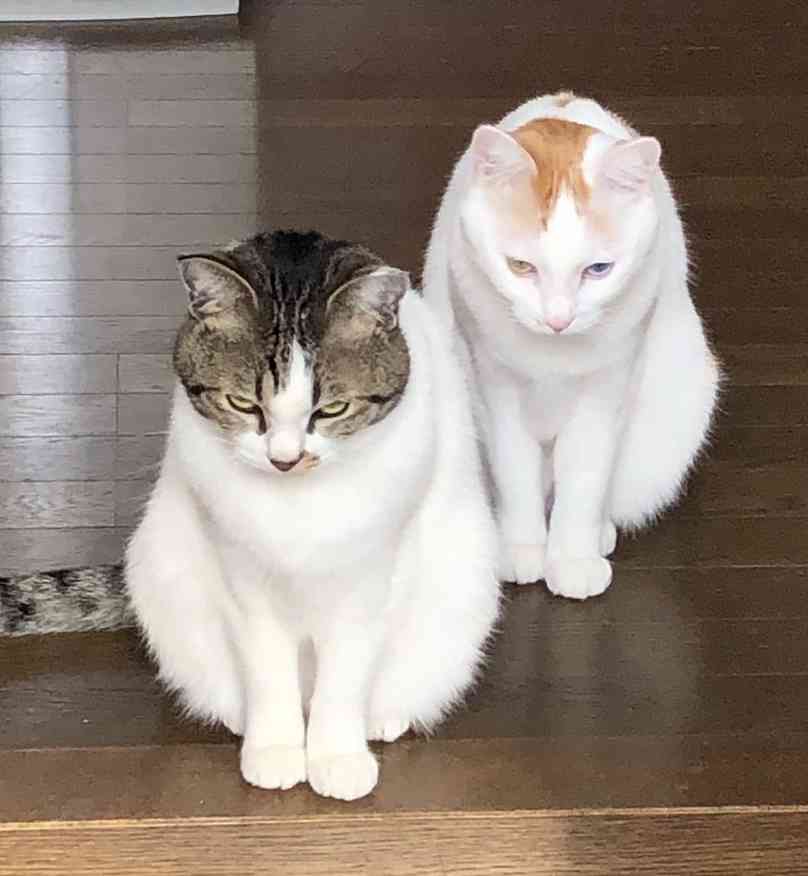 なんとも言えない表情の動物画像ください