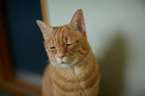 なんとも言えない表情の動物画像ください