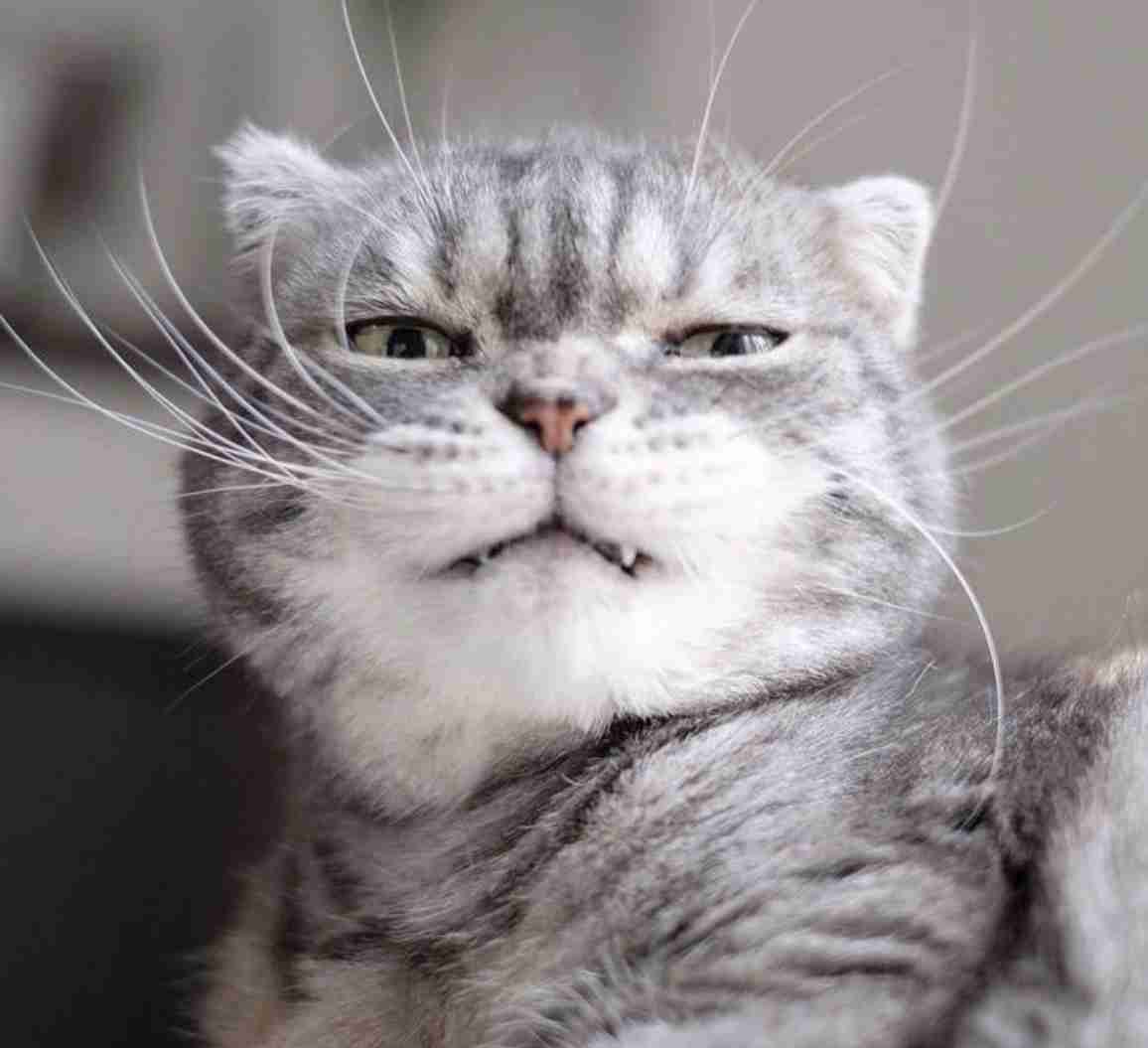 なんとも言えない表情の動物画像ください