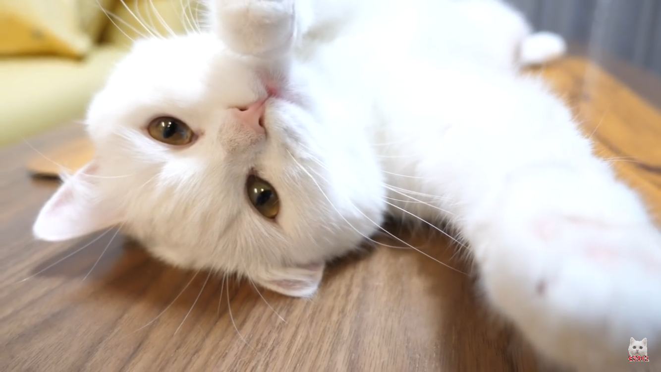 なんとも言えない表情の動物画像ください