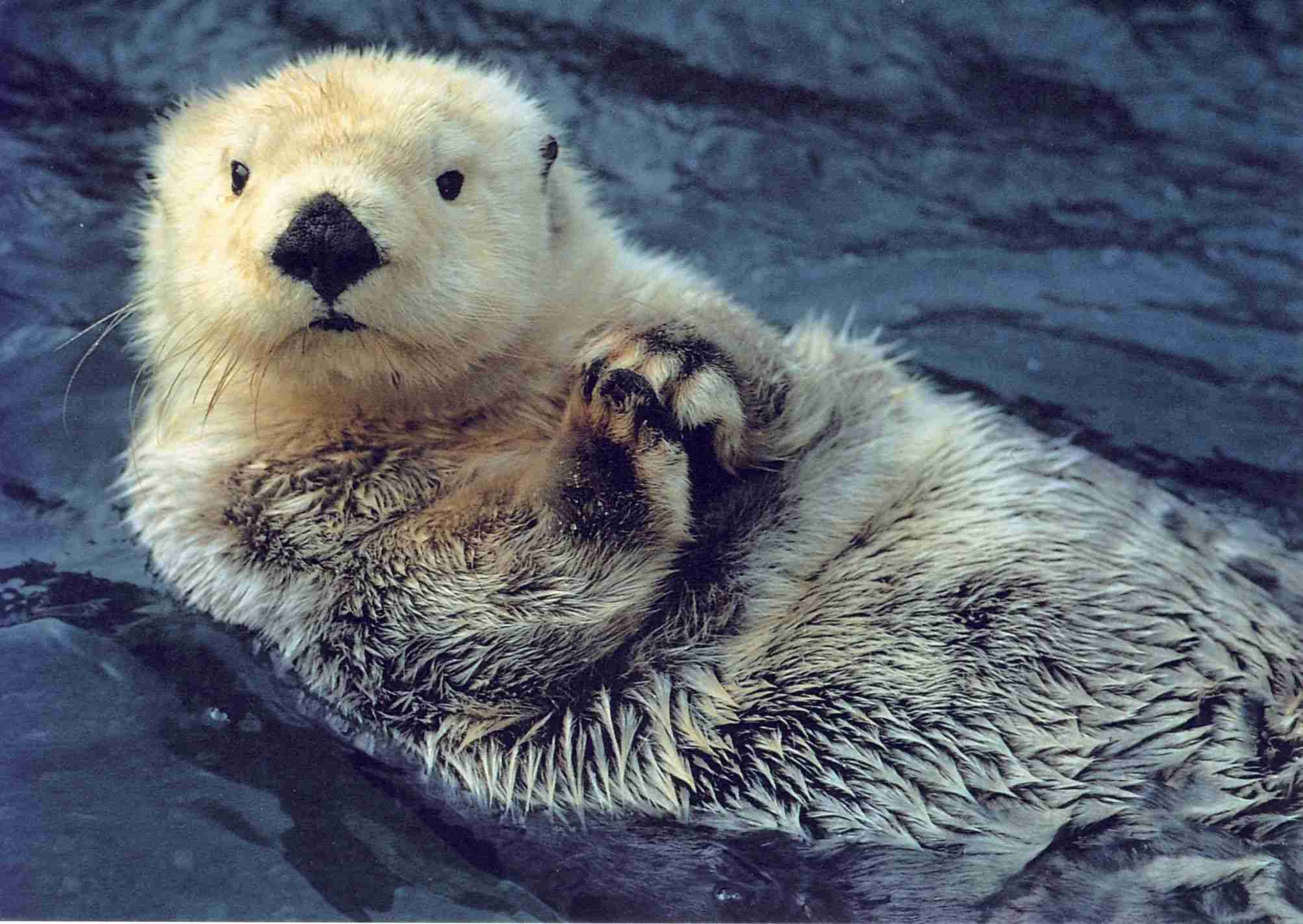 なんとも言えない表情の動物画像ください