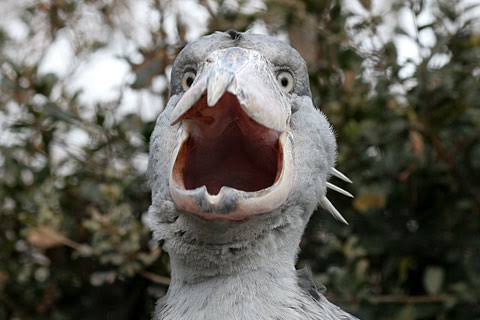 なんとも言えない表情の動物画像ください
