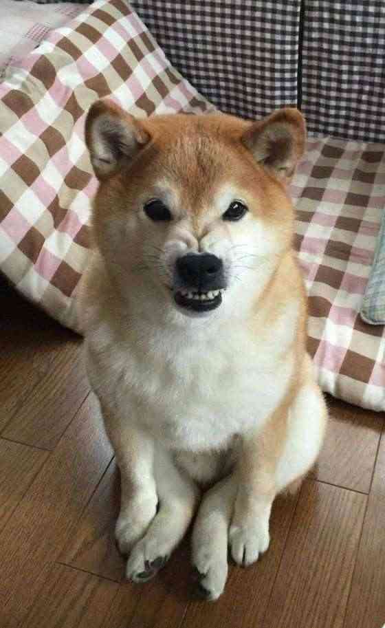 なんとも言えない表情の動物画像ください