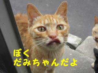 なんとも言えない表情の動物画像ください