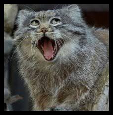 なんとも言えない表情の動物画像ください