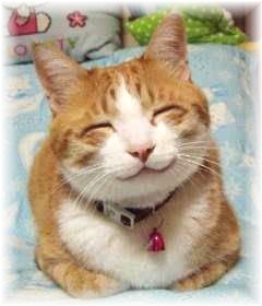 なんとも言えない表情の動物画像ください