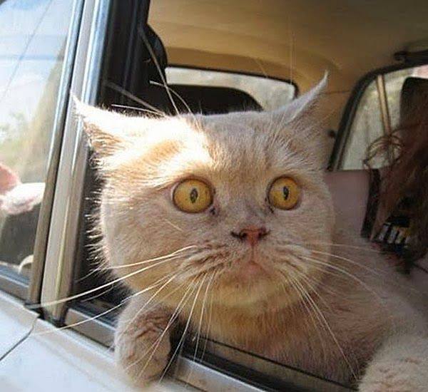 なんとも言えない表情の動物画像ください