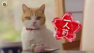 なんとも言えない表情の動物画像ください