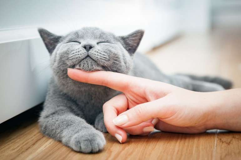 なんとも言えない表情の動物画像ください
