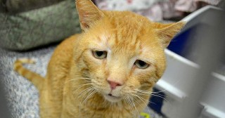 なんとも言えない表情の動物画像ください