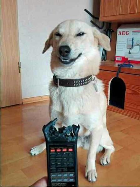 なんとも言えない表情の動物画像ください
