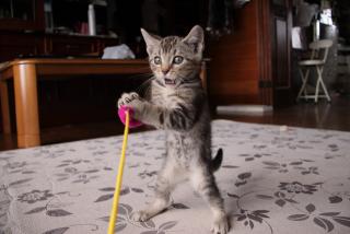 なんとも言えない表情の動物画像ください