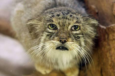 なんとも言えない表情の動物画像ください