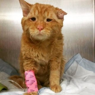 なんとも言えない表情の動物画像ください