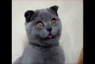 なんとも言えない表情の動物画像ください