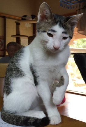 なんとも言えない表情の動物画像ください