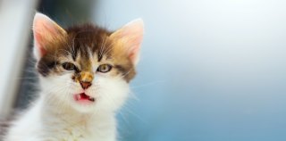 なんとも言えない表情の動物画像ください