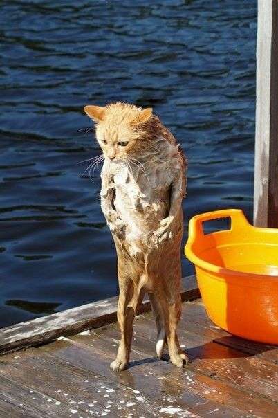 なんとも言えない表情の動物画像ください