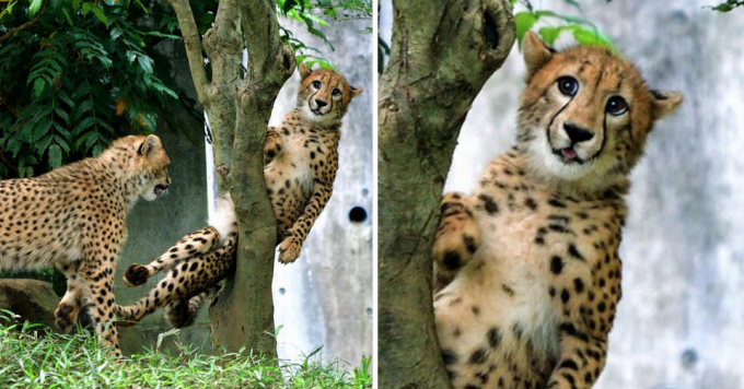 なんとも言えない表情の動物画像ください