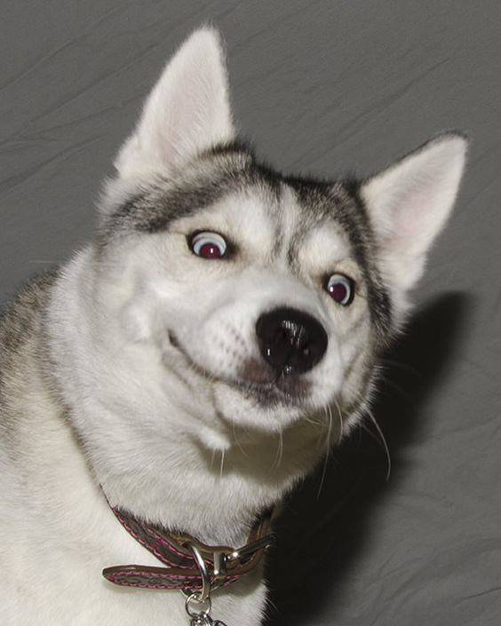 なんとも言えない表情の動物画像ください