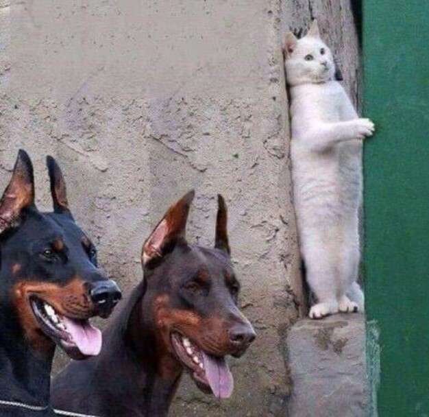なんとも言えない表情の動物画像ください